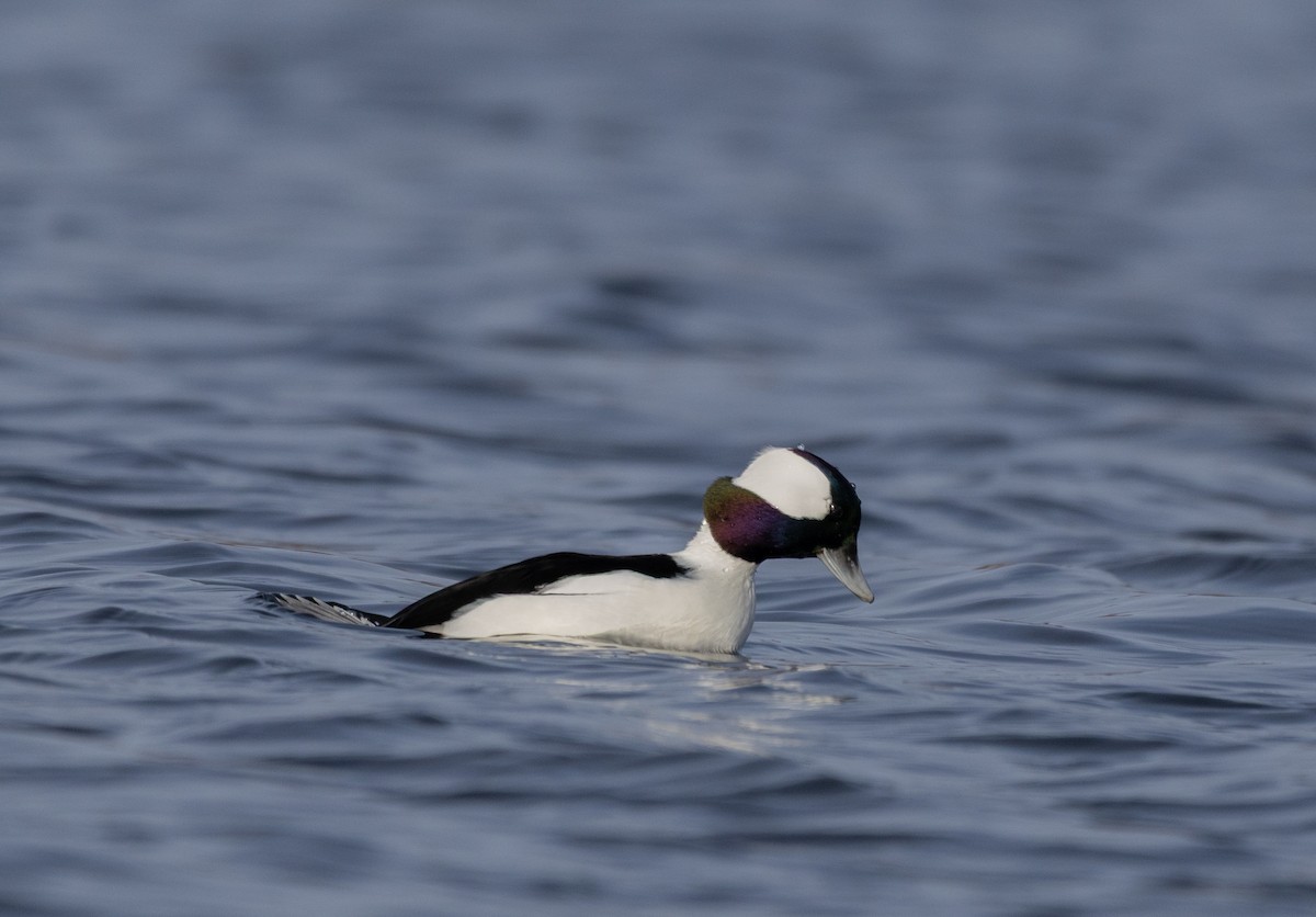 Гоголь-головастик - ML646270909