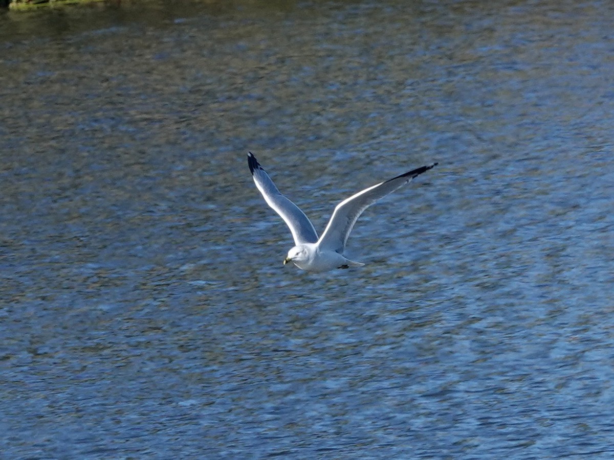 Делавэрская чайка - ML646270910