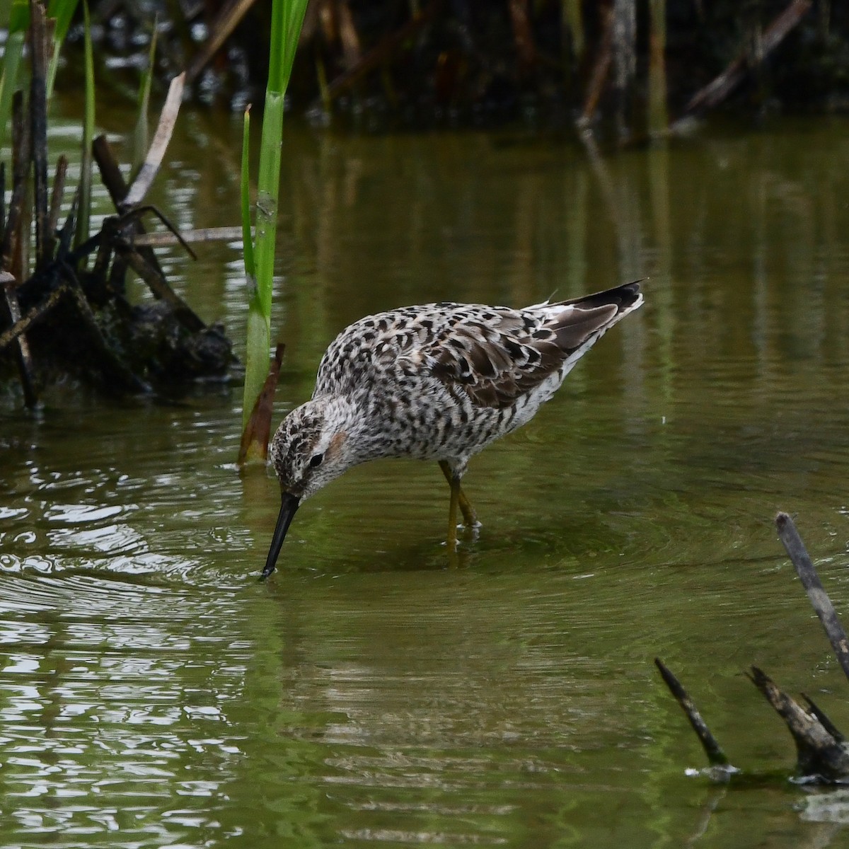 Ходулочниковый песочник - ML646270911