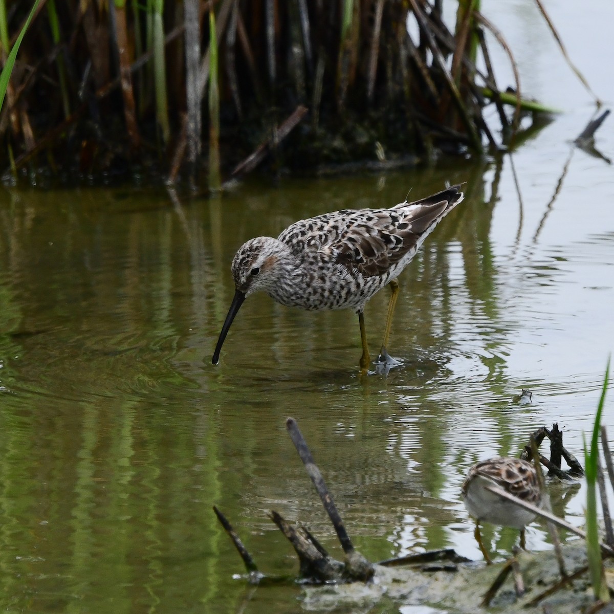 Ходулочниковый песочник - ML646270912