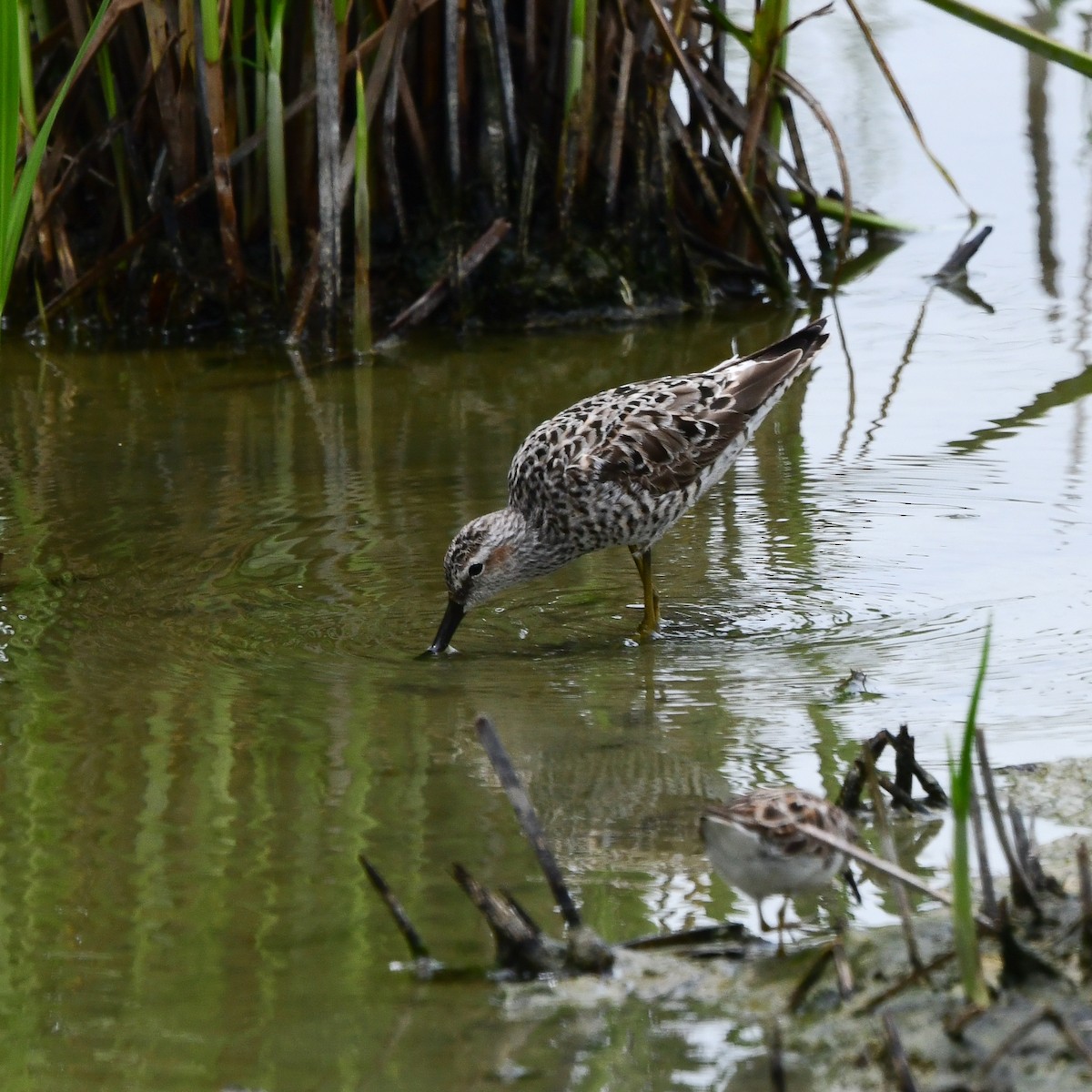 Ходулочниковый песочник - ML646270913