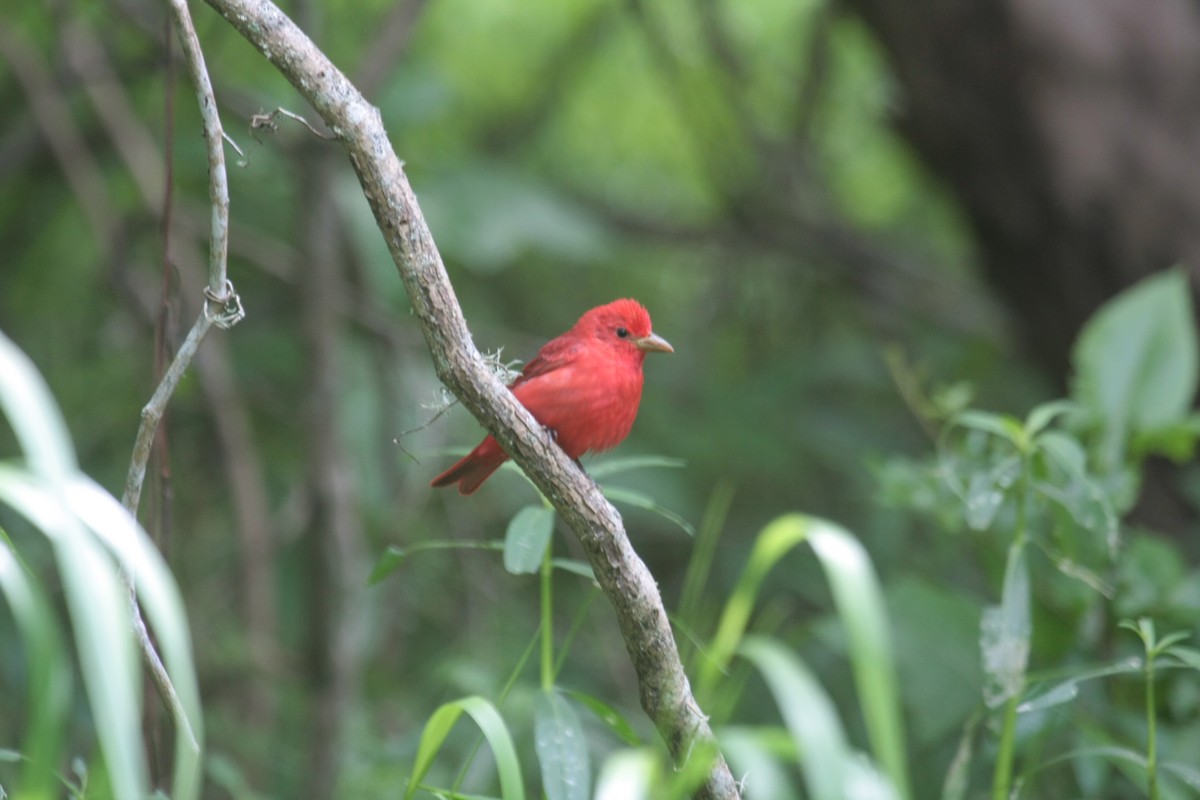 Алая пиранга - ML646270914