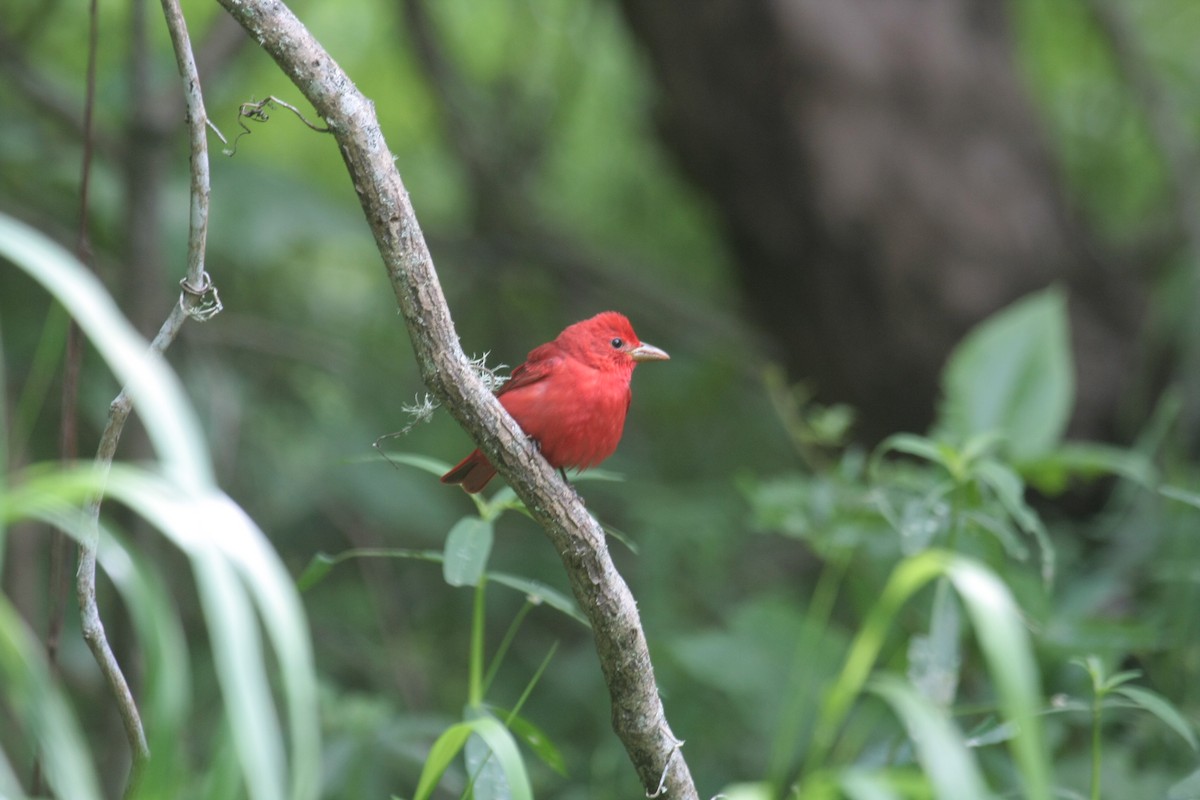 Алая пиранга - ML646270915