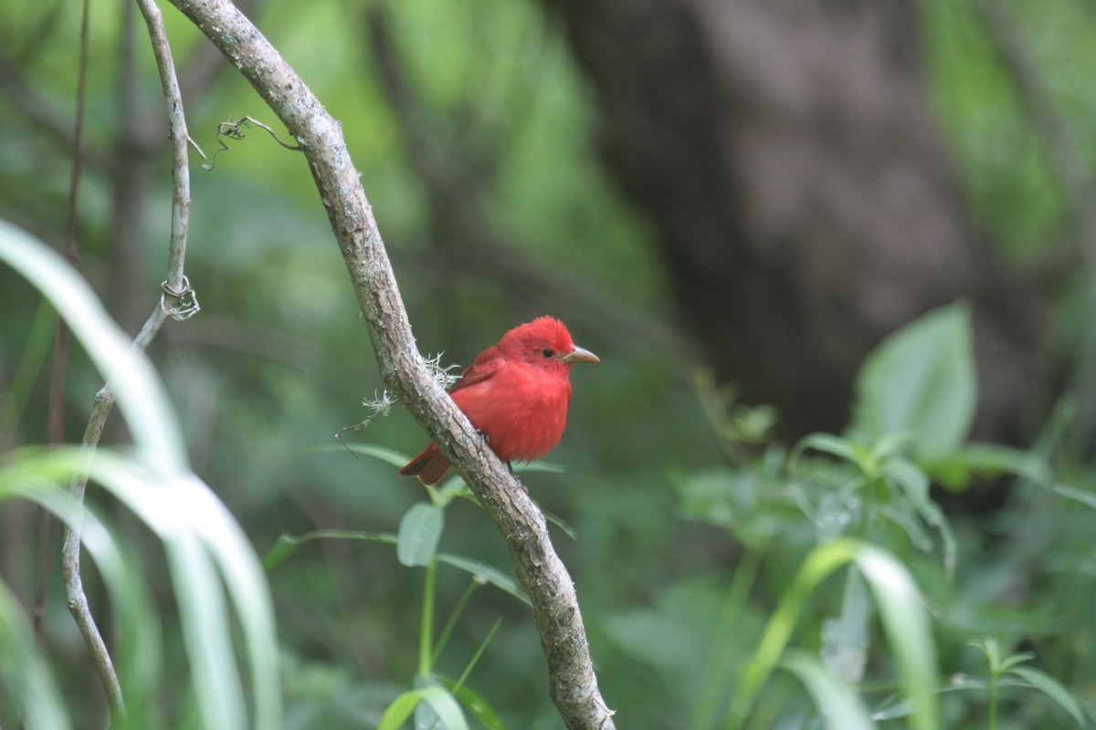 Алая пиранга - ML646270916