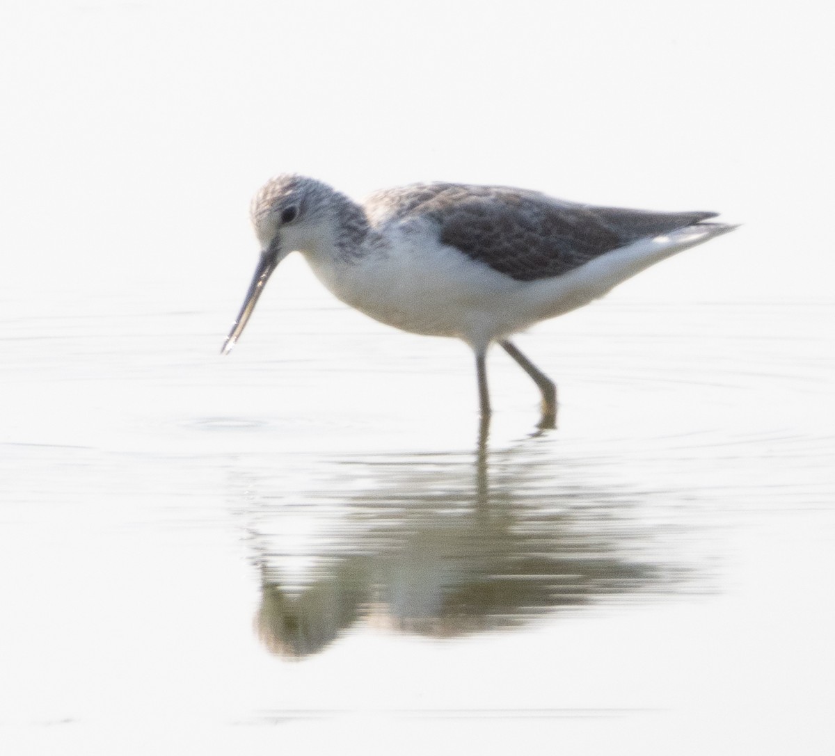 Поручейник - ML646270917