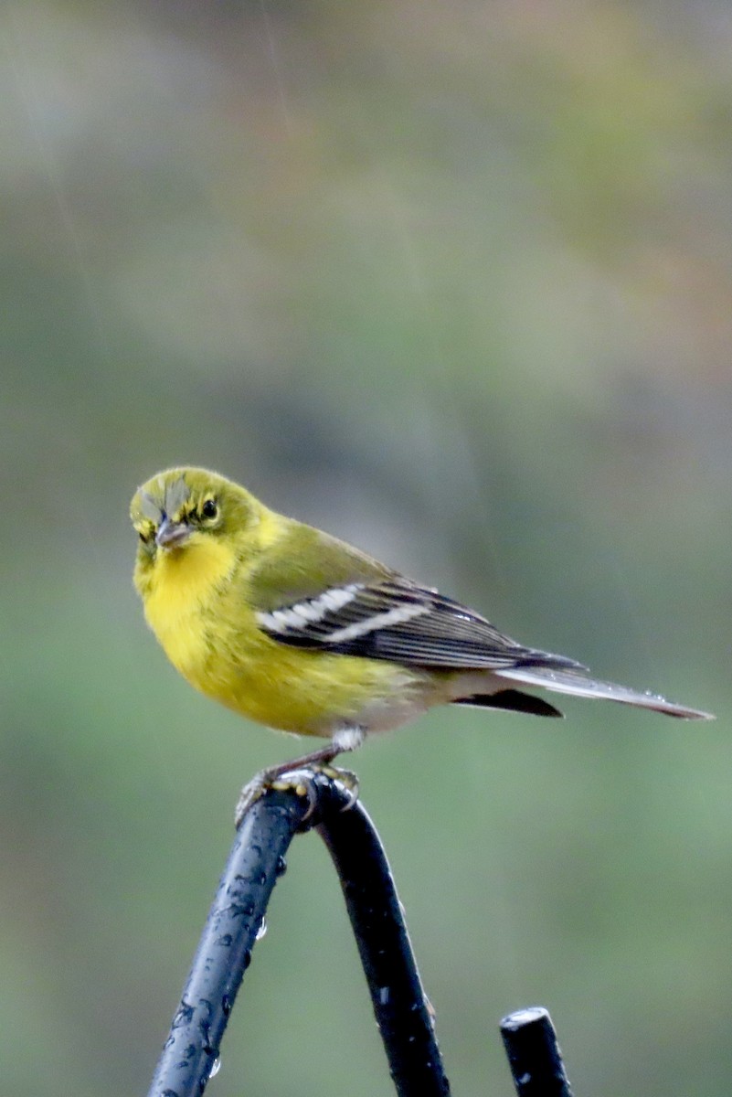 Сосновая древесница - ML646270918