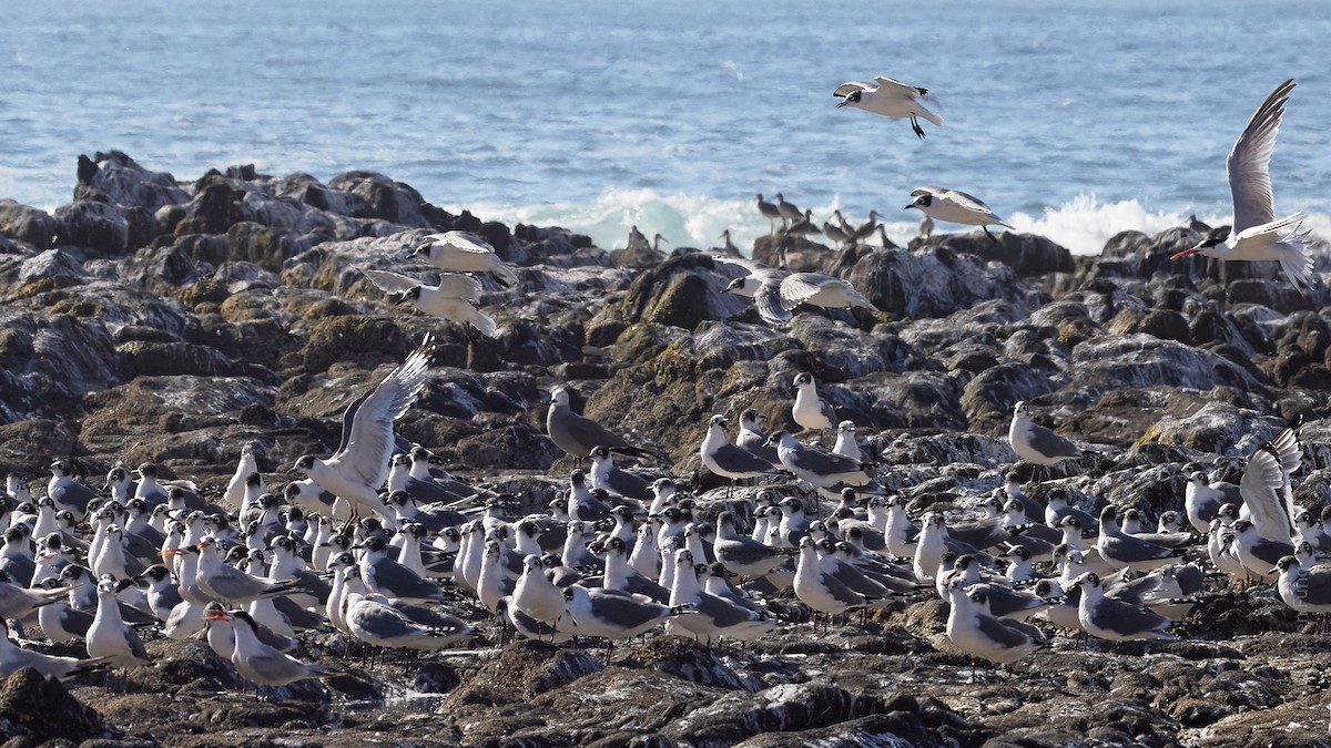 Franklin's Gull - ML646270920
