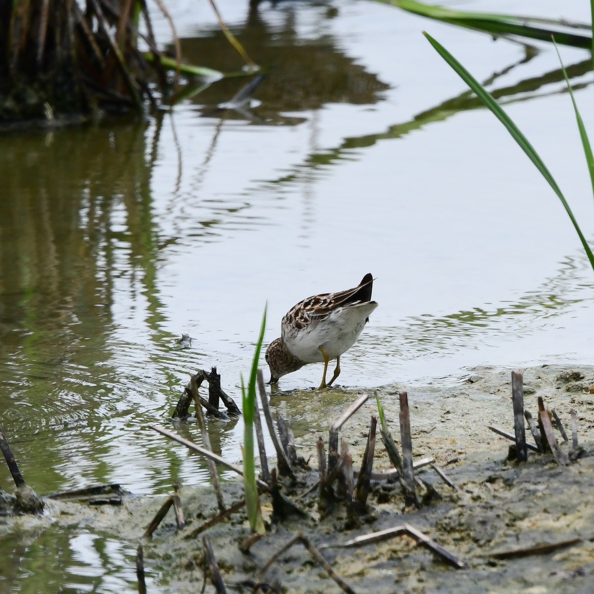 Weißbürzel-Strandläufer - ML646270921