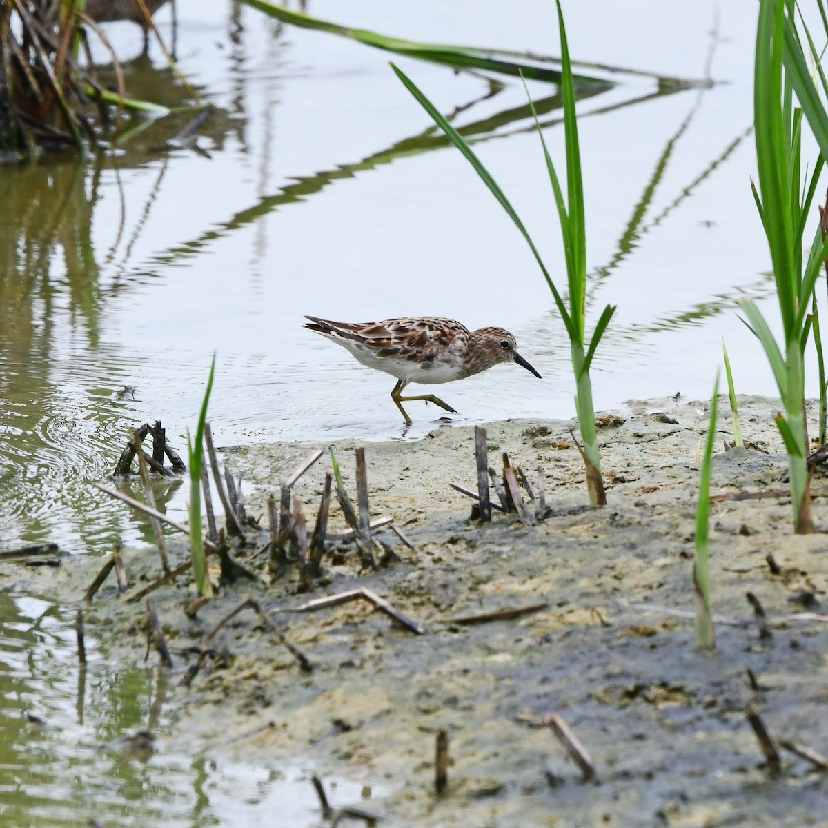 Weißbürzel-Strandläufer - ML646270922