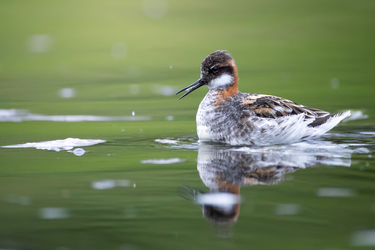 Red-necked Phalarope - ML646270926