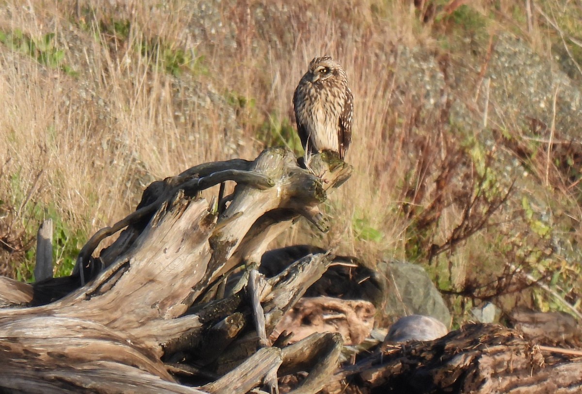 Búho Campestre (Norteño) - ML646270928