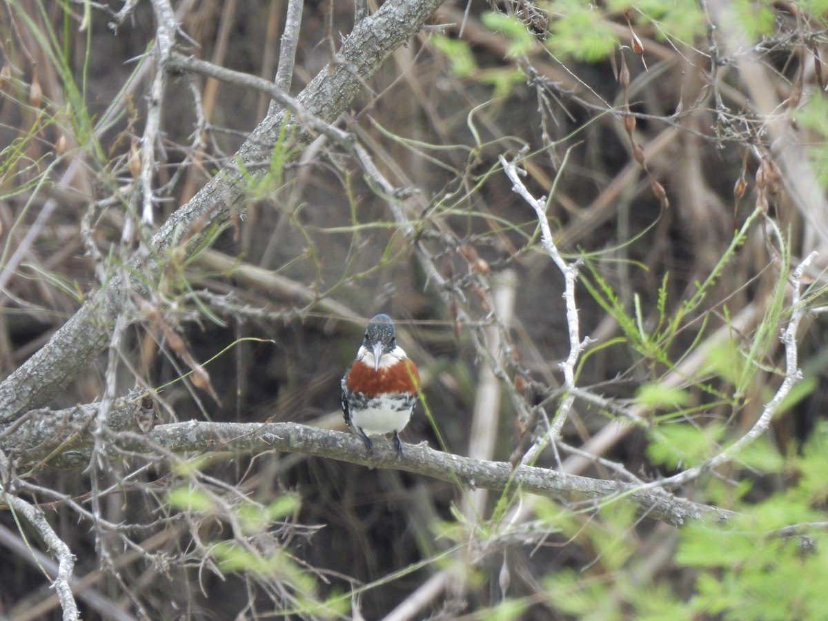 Green Kingfisher - ML646270932