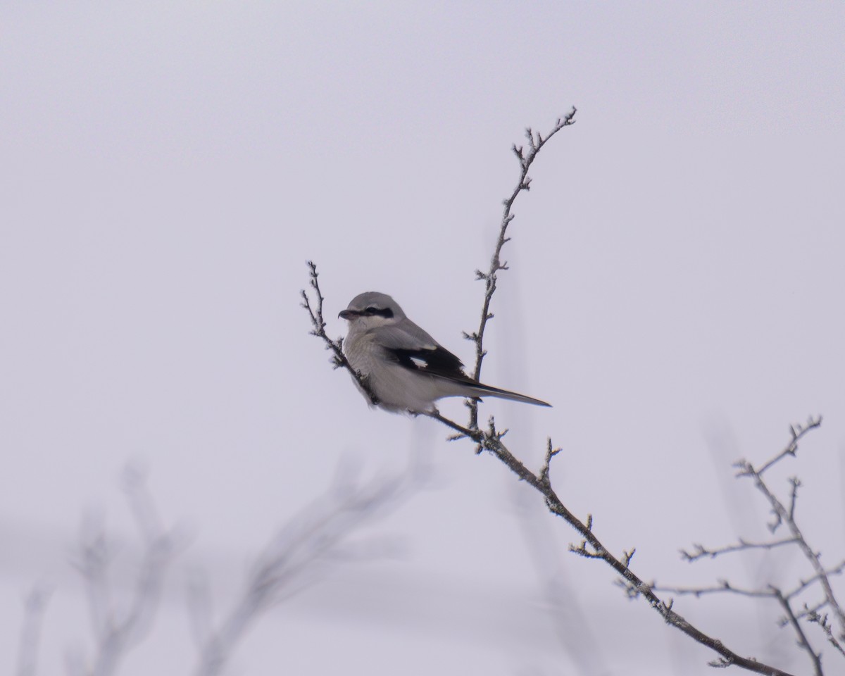 Antzandobi boreala - ML646270942