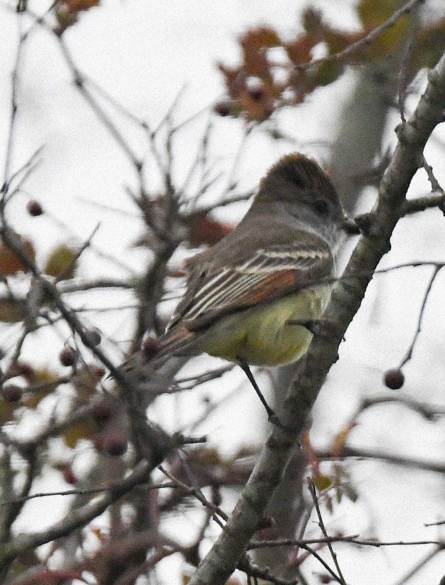 Kalifornienschopftyrann - ML646270945