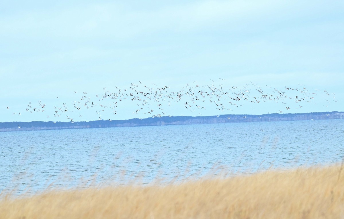 gull sp. - ML646270951