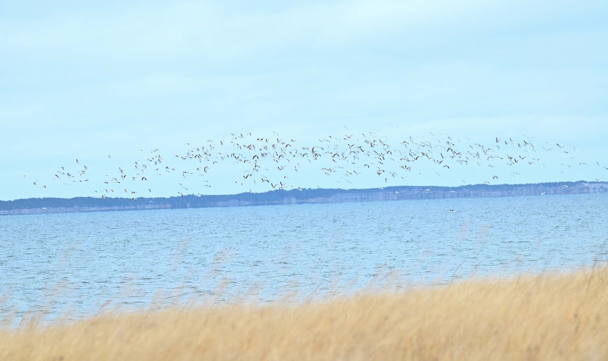 gull sp. - ML646270952