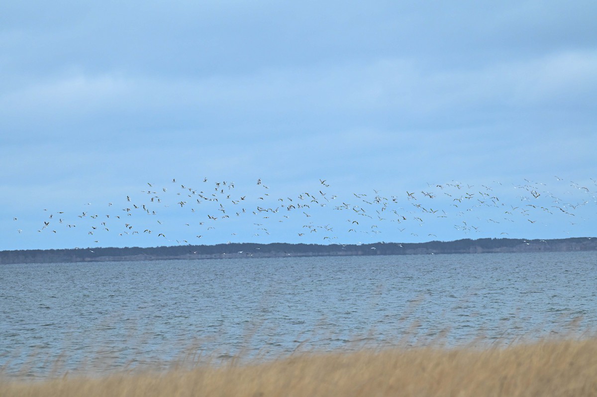 gull sp. - ML646270953