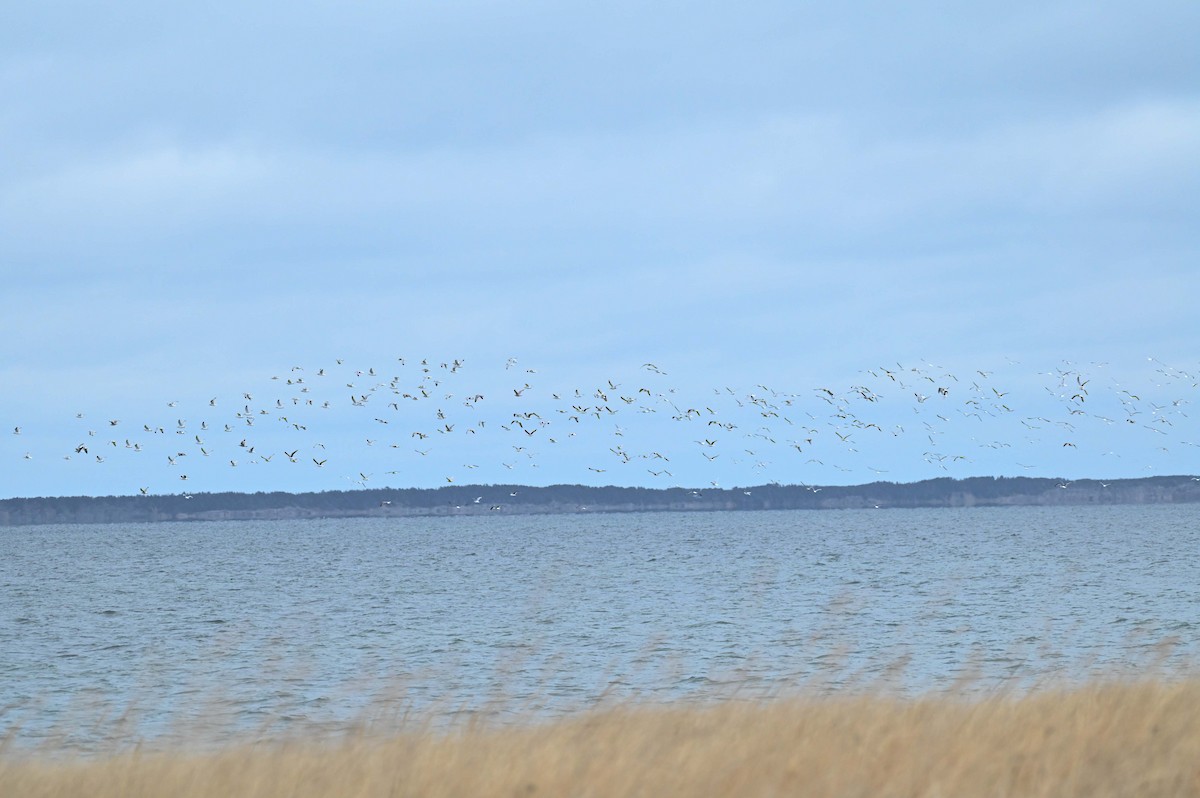 gull sp. - ML646270954