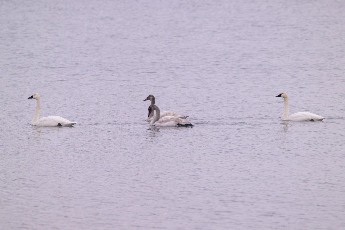 Tundra Swan - ML646270955