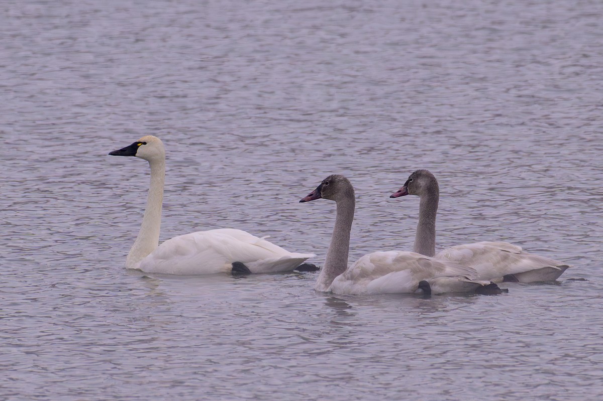 Tundra Swan - ML646270956