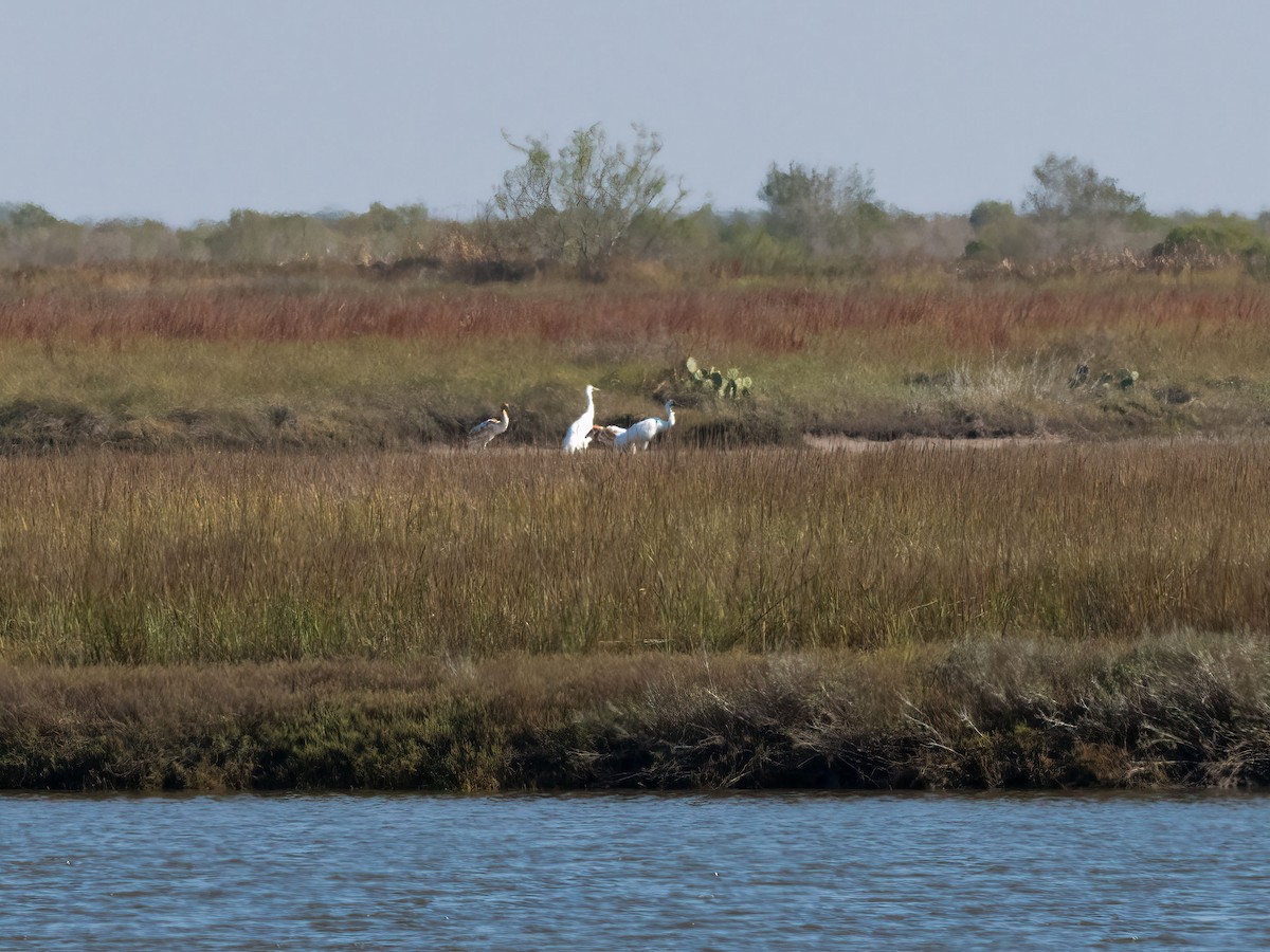 Whooping Crane - ML646270958