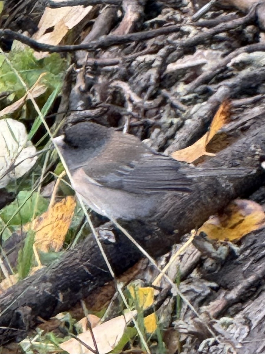 Dark-eyed Junco - ML646270959