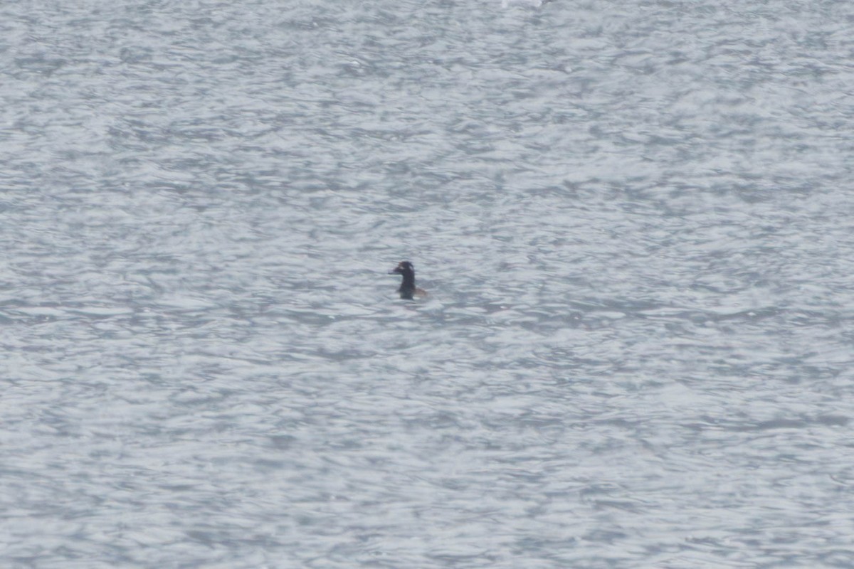 White-winged Scoter - ML646270960