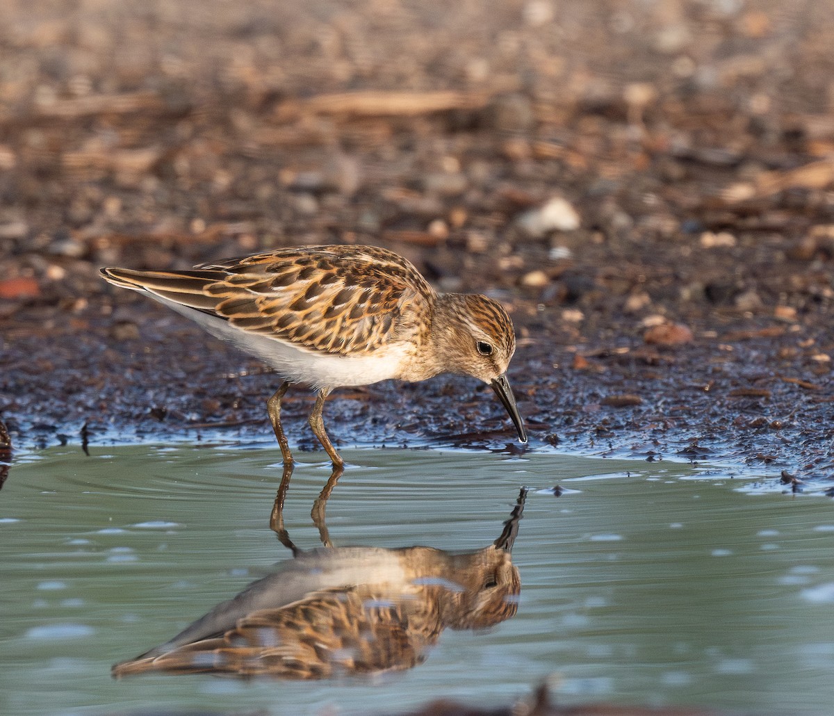 Least Sandpiper - ML646270961