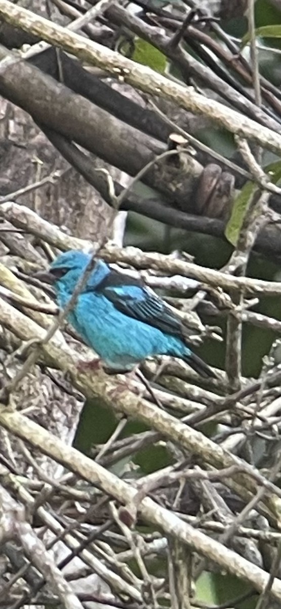Blue Dacnis - ML646270962