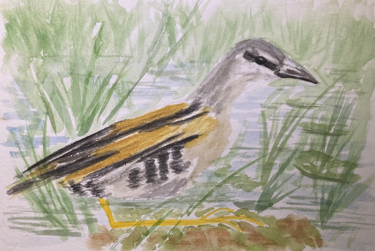 Yellow-breasted Crake - ML646270963