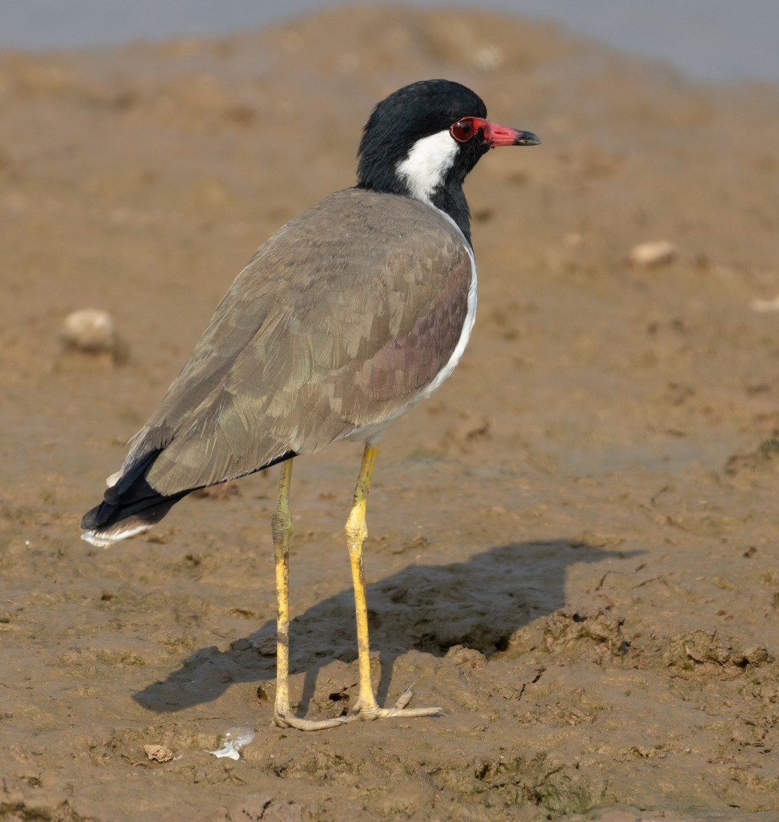Red-wattled Lapwing - ML646270964