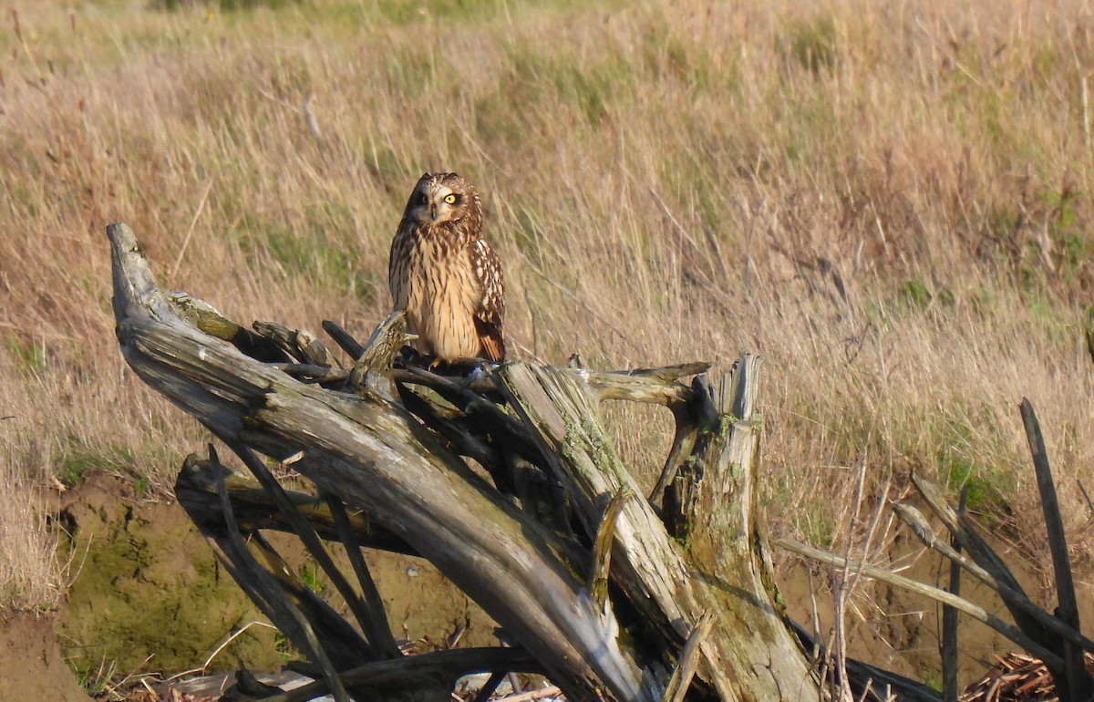 Short-eared Owl (Northern) - ML646270965