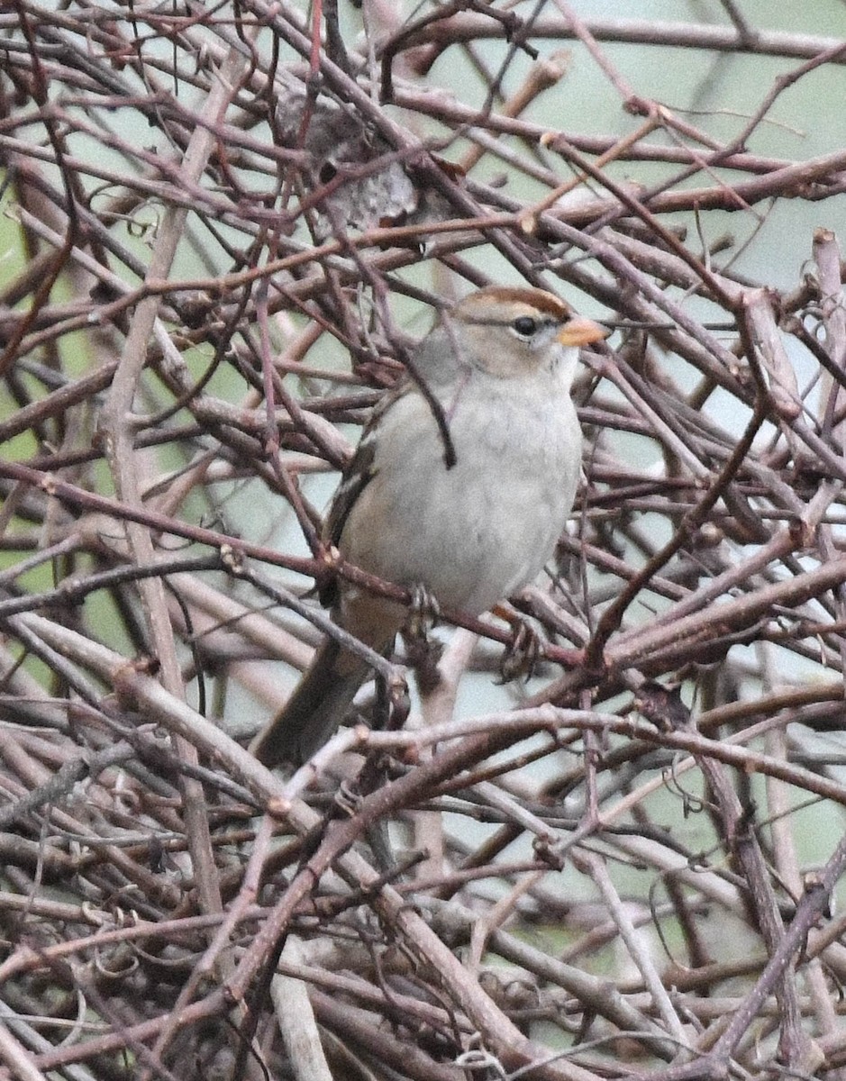 White-crowned Sparrow - ML646270966