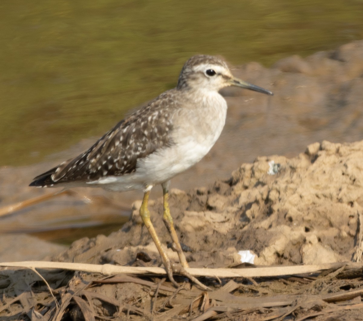 Wood Sandpiper - ML646270967
