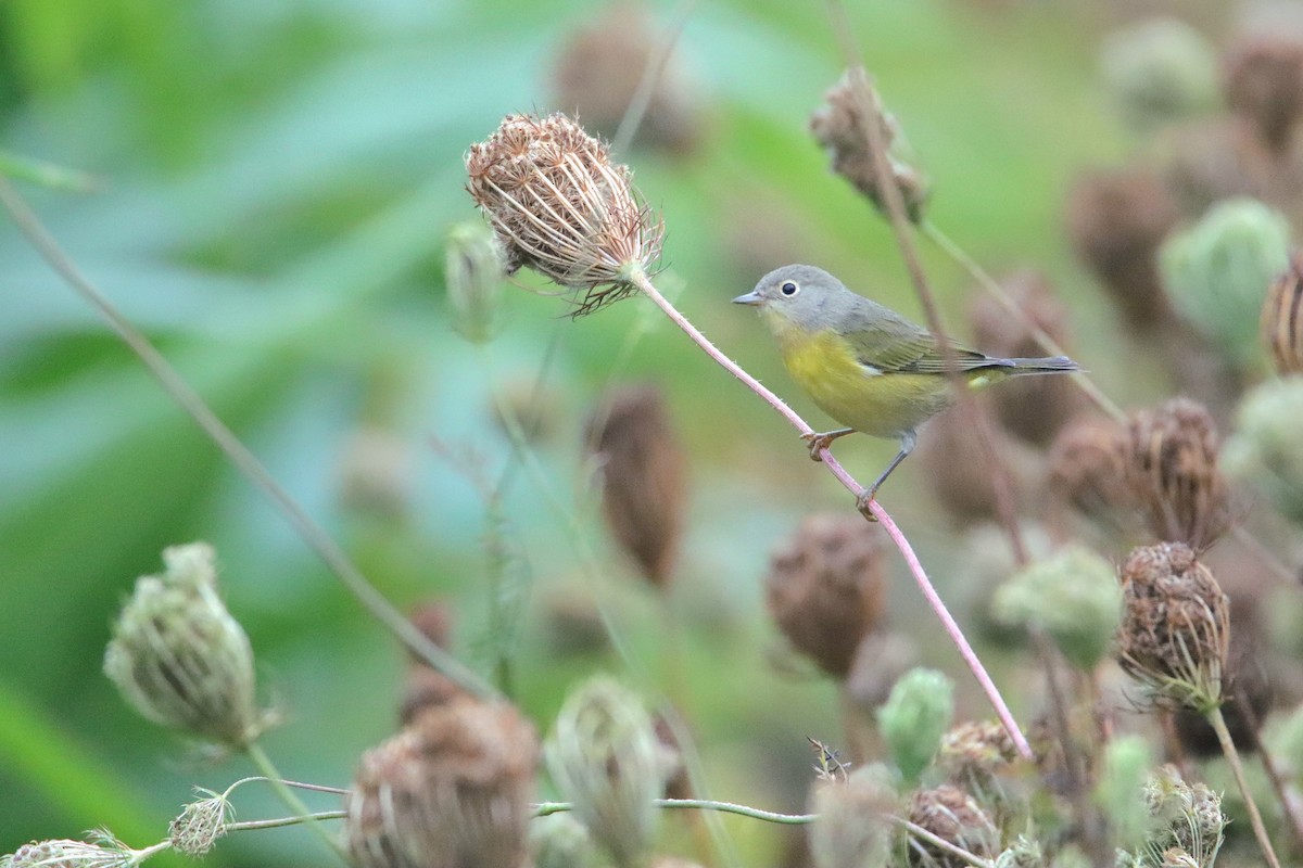 Nashville Warbler (ruficapilla) - ML646270968