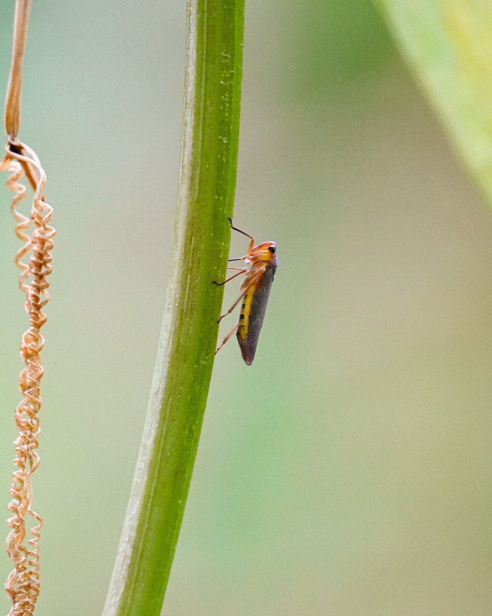 Animaux - ML646270969