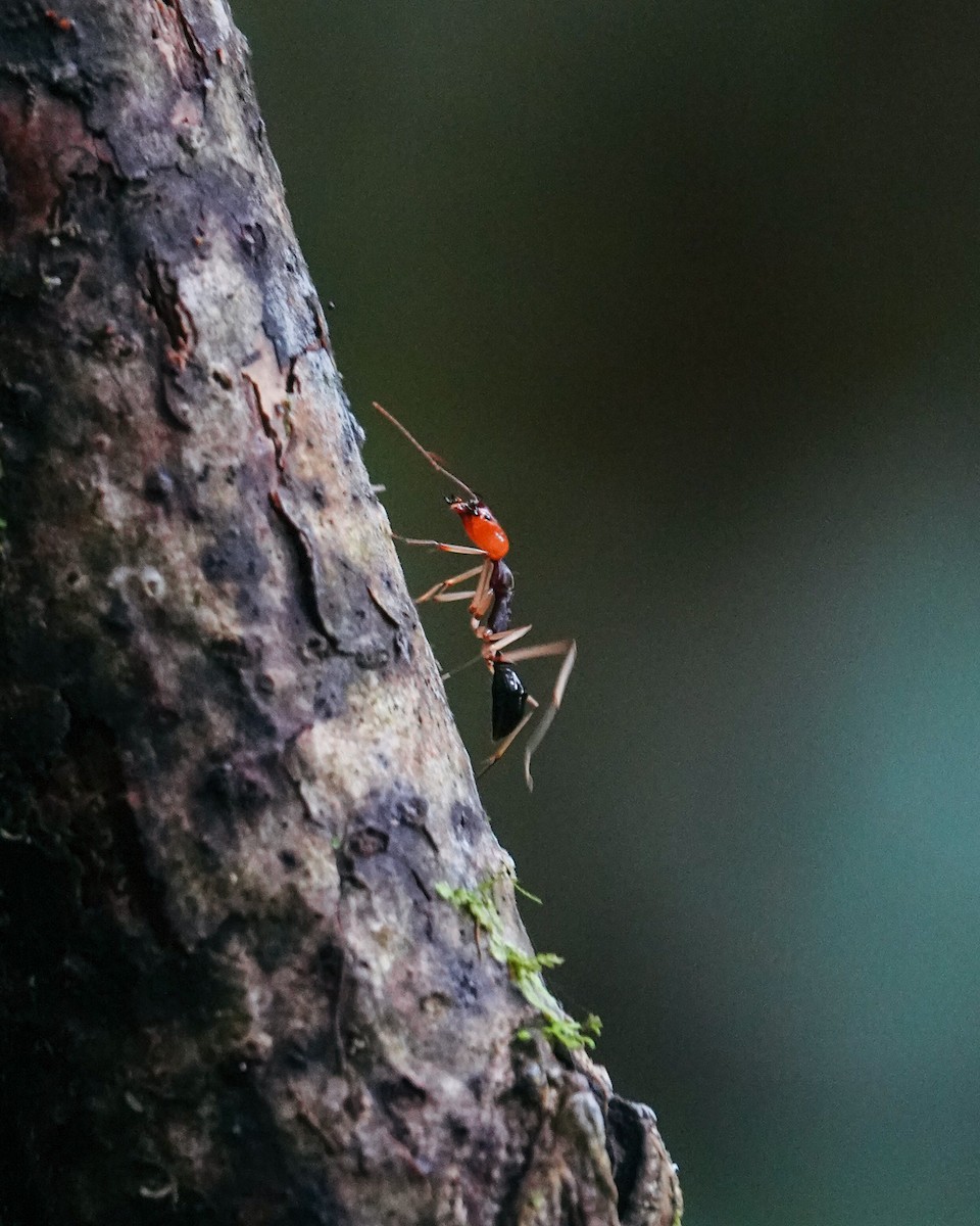 Animaux - ML646270970