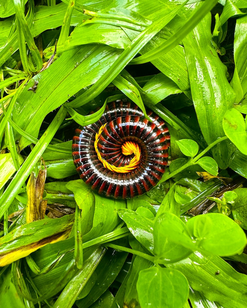 Animaux - ML646270971