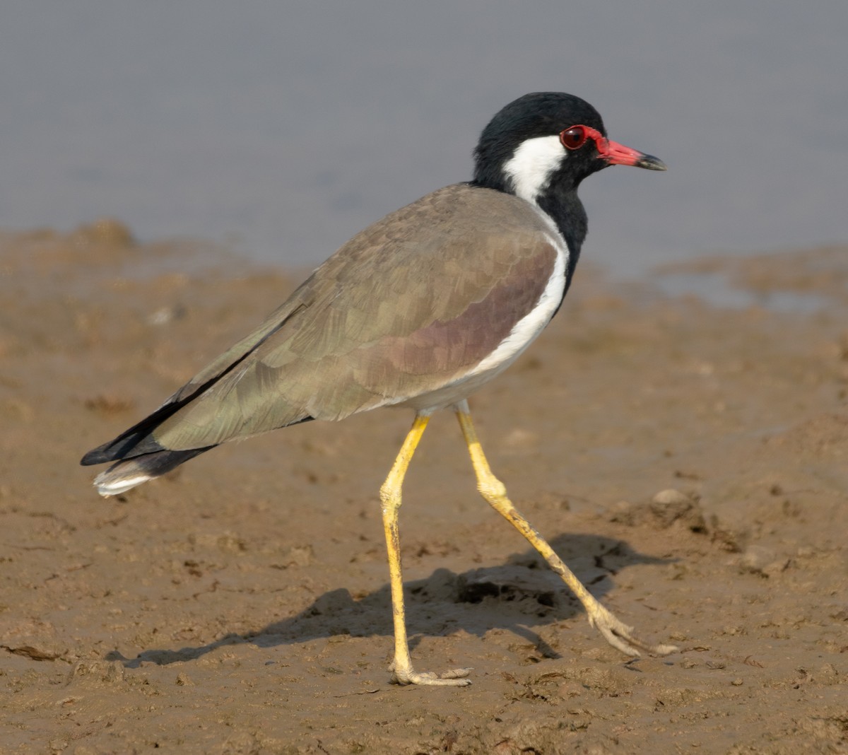 Red-wattled Lapwing - ML646270972