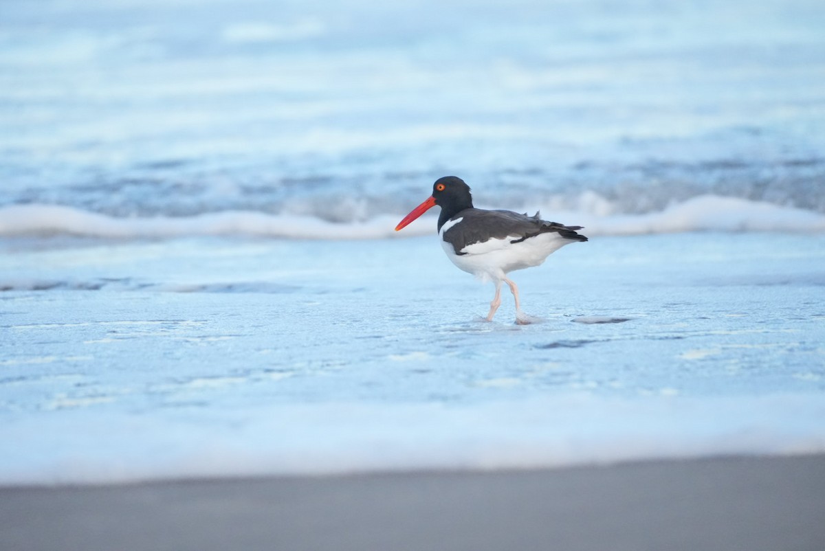 American Oystercatcher - ML646270979