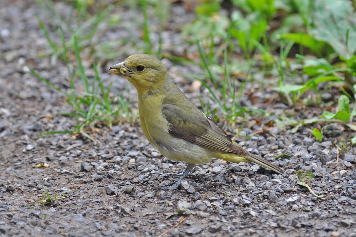 Scarlet Tanager - ML646270980