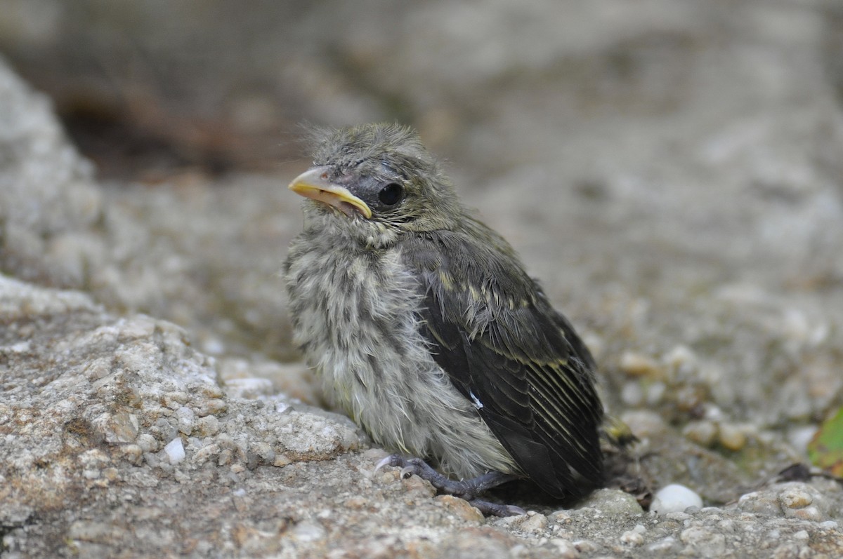 Scarlet Tanager - ML646270981