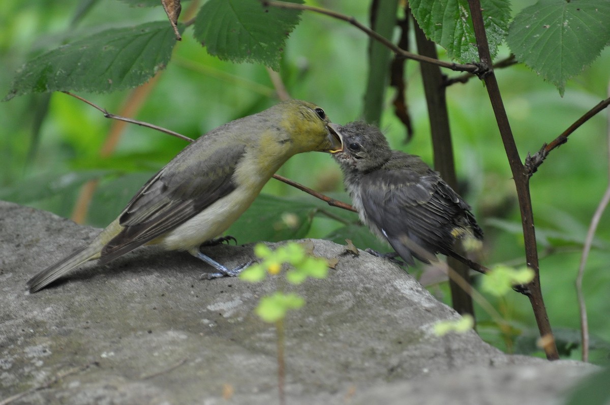 Scarlet Tanager - ML646270982