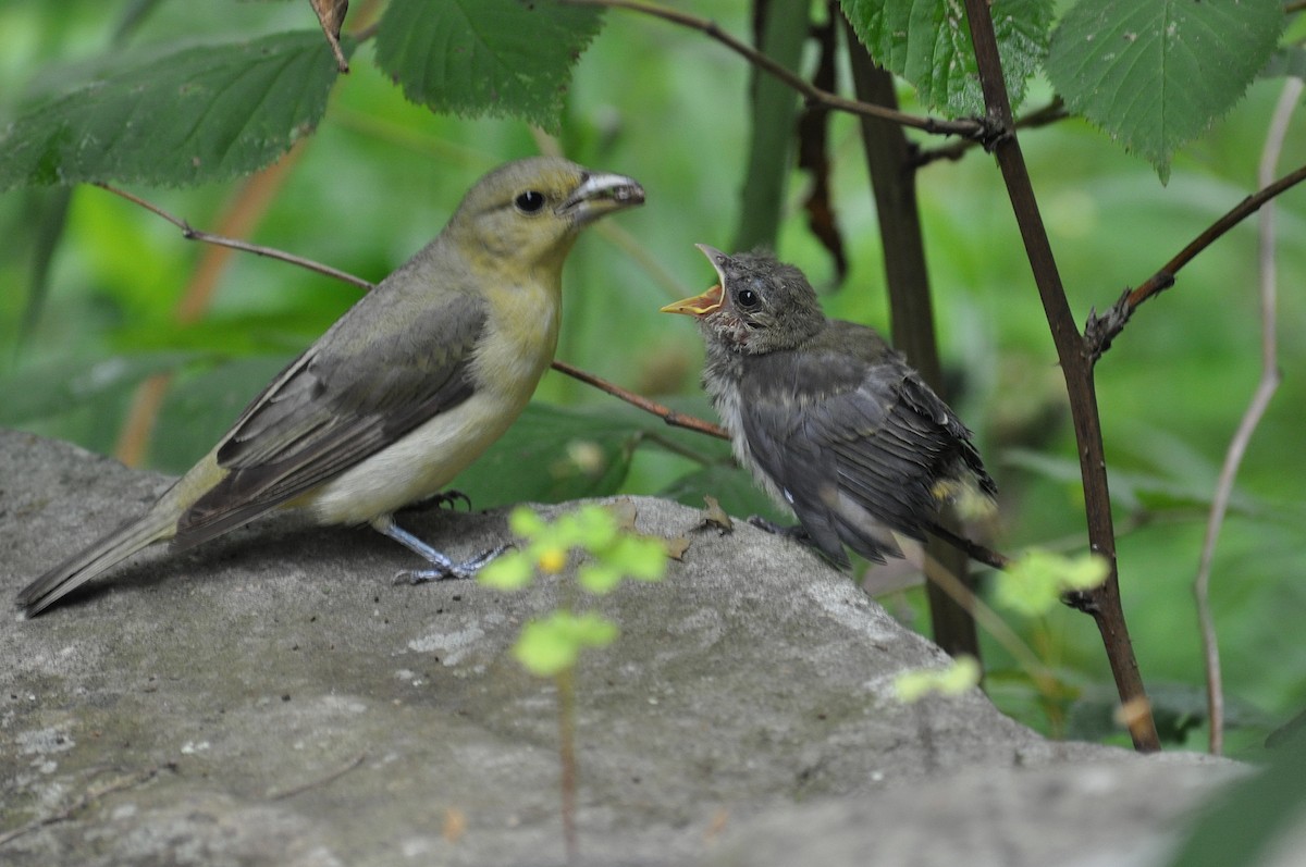 Scarlet Tanager - ML646270983