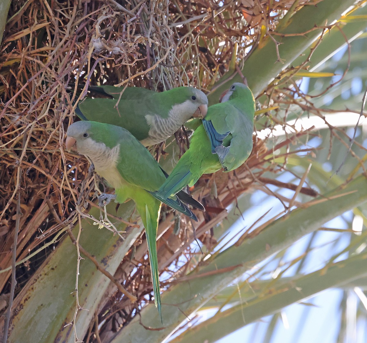 Monk Parakeet - ML646270984