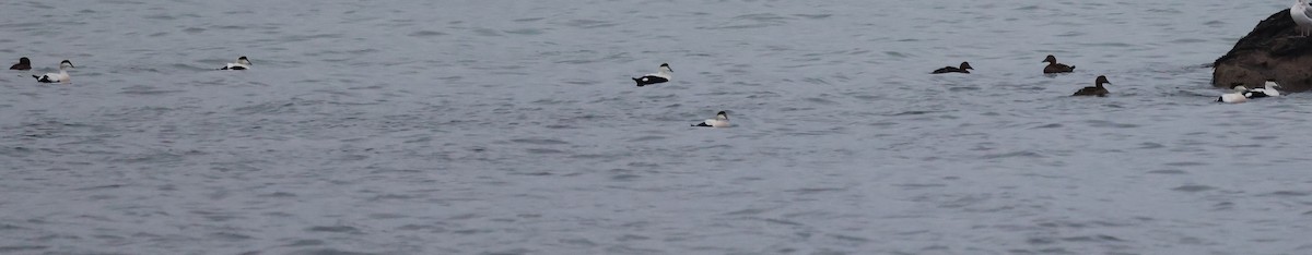 Common Eider - ML646270985