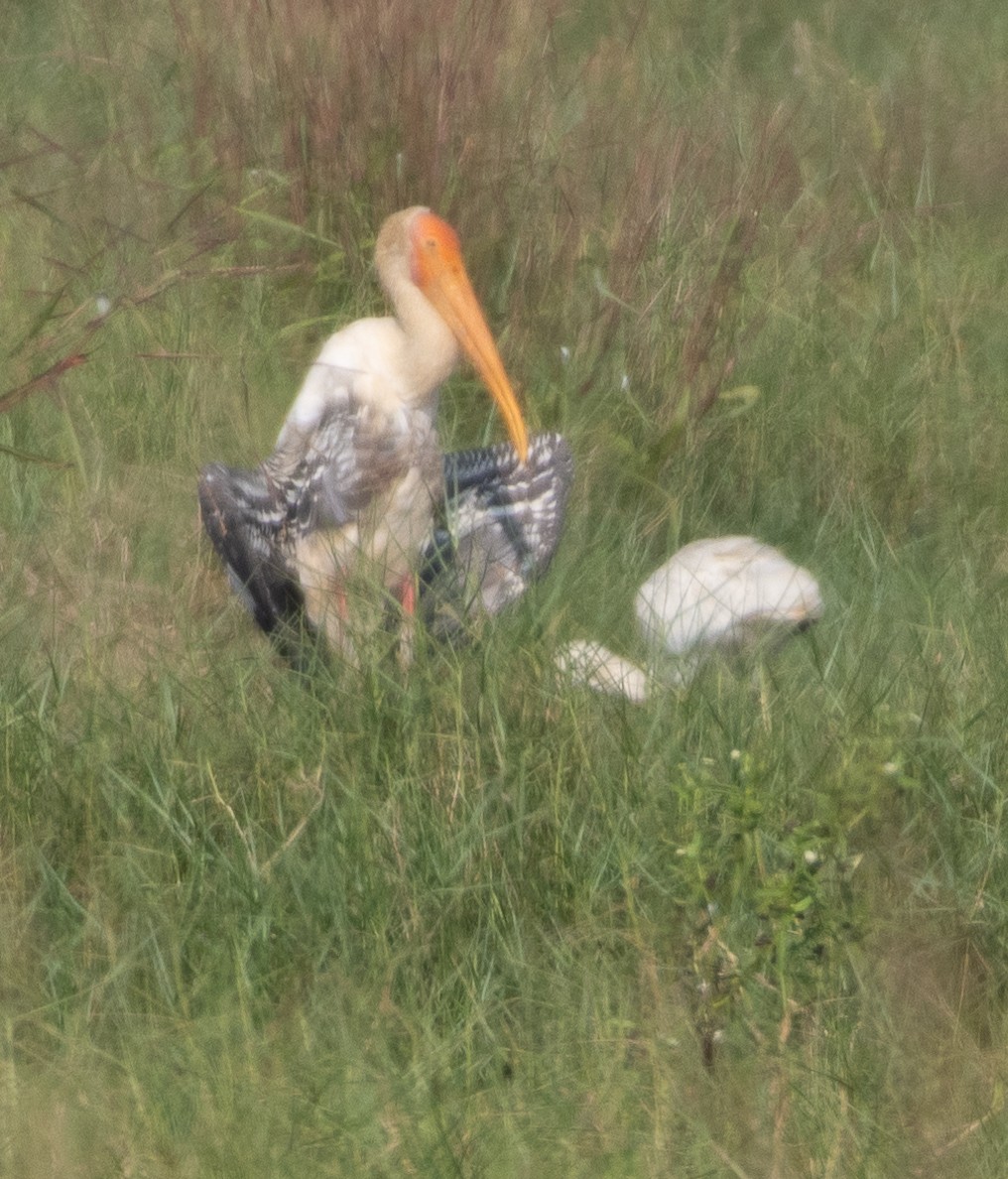 Painted Stork - ML646270987