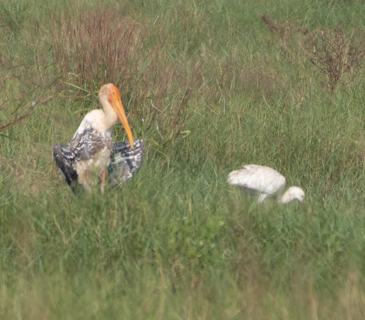 Painted Stork - ML646270988