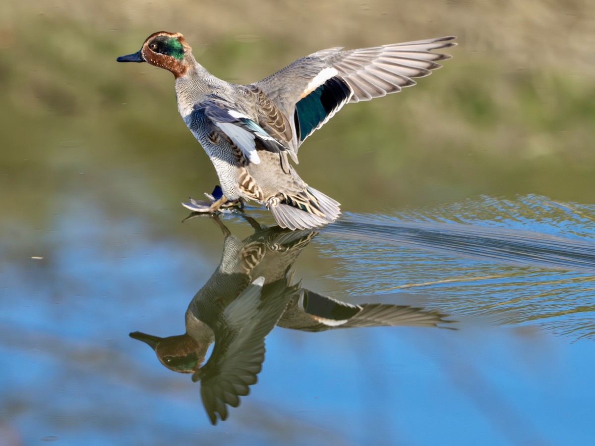 Green-winged Teal - ML646270989