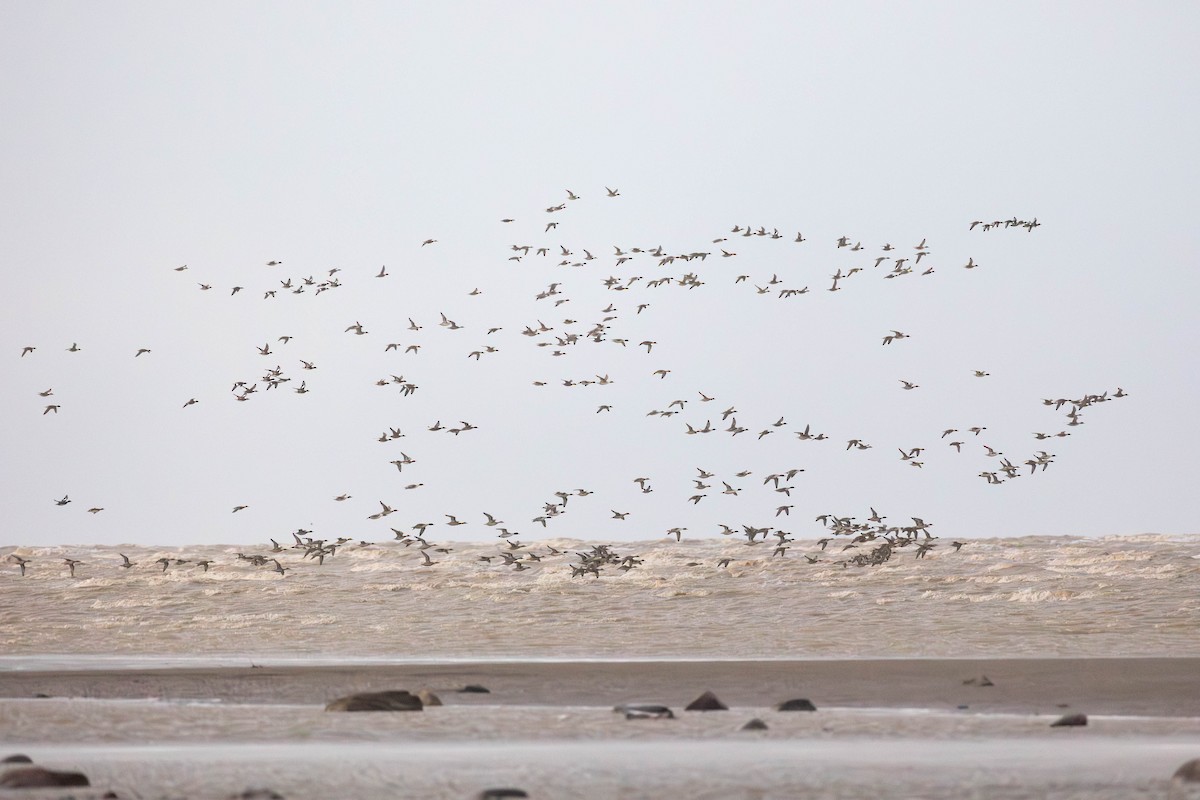 Northern Pintail - ML646270991